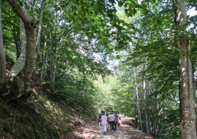 Randonneur à l'ombre de la hêtraie en Cévennes